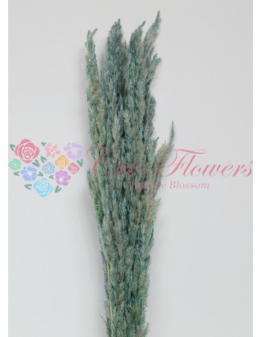 Turquoise Pampas Erianthus Heads