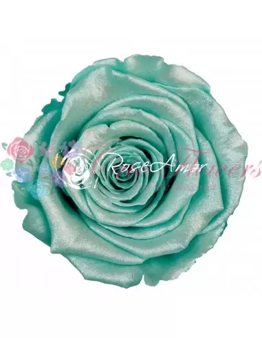 Trandafiri criogenati Tiffany XLBlu02