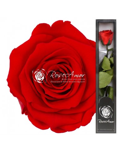 Trandafir Criogenat Tija Rosu Aprins 30cmOra03