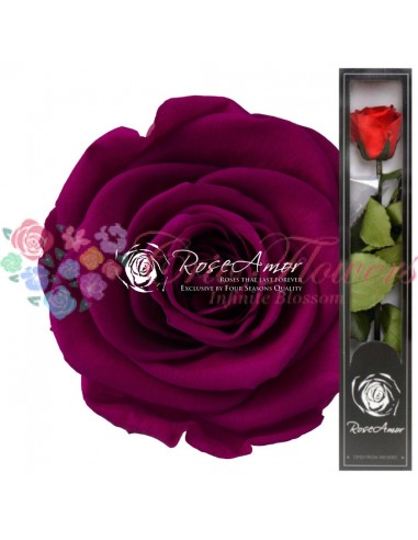 Trandafir Criogenat Tija Ciclam 30cmPin05