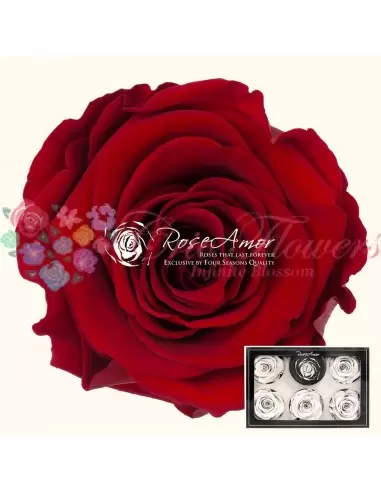 Trandafiri Criogenati Rosu XLRed01