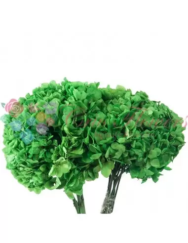 Hydrangea Green (Hortensie)