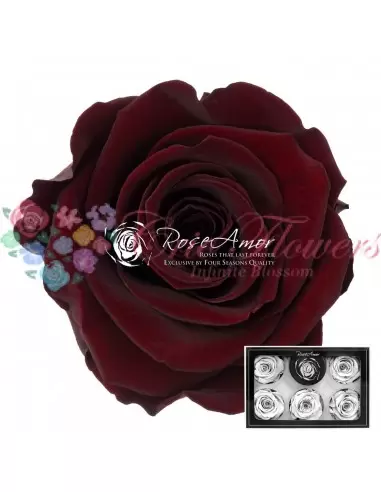 Trandafiri Criogenati Rosu Ciocolatiu XLCho01
