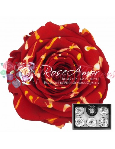 Trandafiri Criogenati Festiva Rosu XLFesRed02