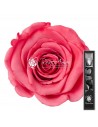 Trandafir Criogenat Tija Corai 30cmBic09