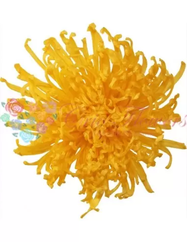 Crizantema Anastasia Criogenata Galben