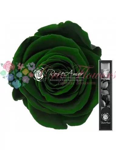 Trandafir Criogenat Tija Verde 30cmGre02