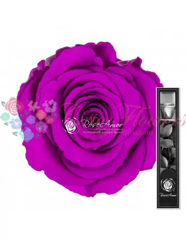 Trandafir Criogenat Tija Mov Intens 30cmPur02