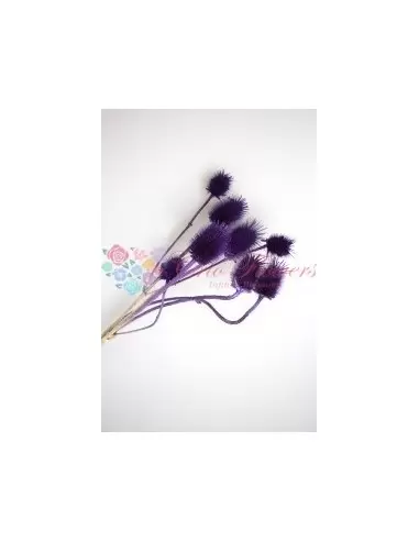 Dark Purple Stem Thistle