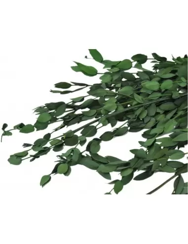 Eucalipt Parvifolia Criogenat Verde