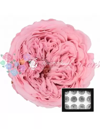 Preserved Garden Mini Roses Pink AmeliaPin04