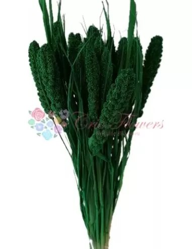 Dark Green Foxtail Millet