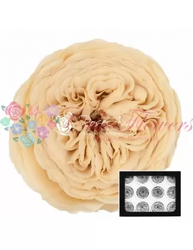 Preserved Garden Roses Champagne AmeliaCha01