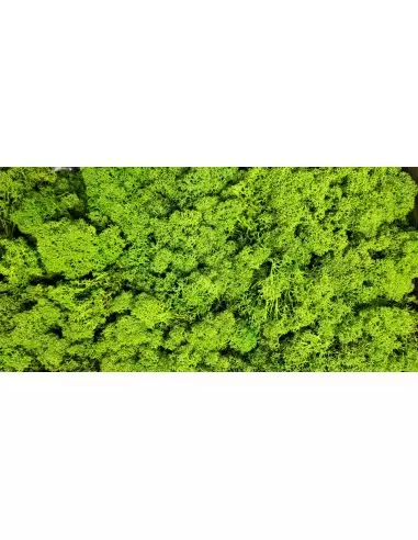 Licheni Spring Green