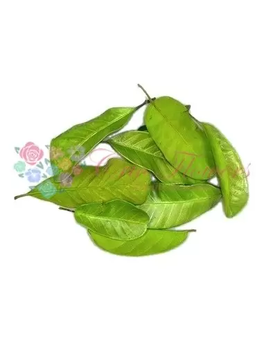 Frunze Mandioca Criogenate Verde