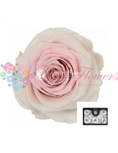 White Cryogenic Roses Pink XLBic23