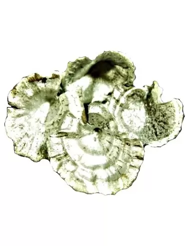 Ciuperci Decorative Argintiu