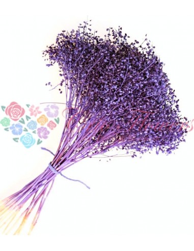Purple Plum Broom