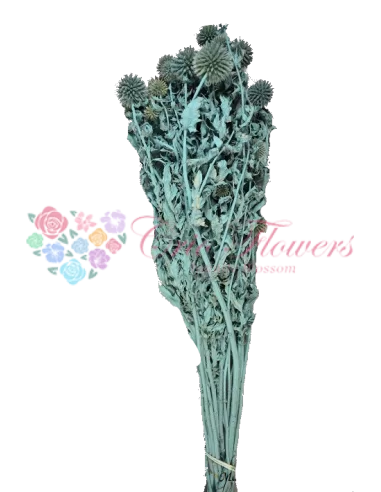 Echynops Scaieti Turquoise