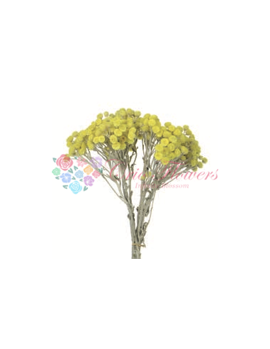 Yellow Canar Immortelle