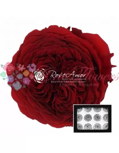 Preserved Garden Mini Roses Red AmeliaRed01