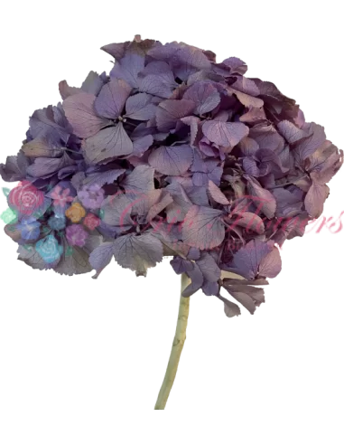 Hortensie Criogenata Bicolor Crem Lila