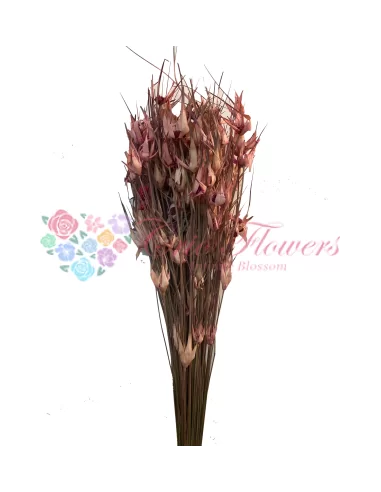 Pink Tulip Grass