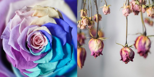 What are the differences between dried and cryogenic flowers?